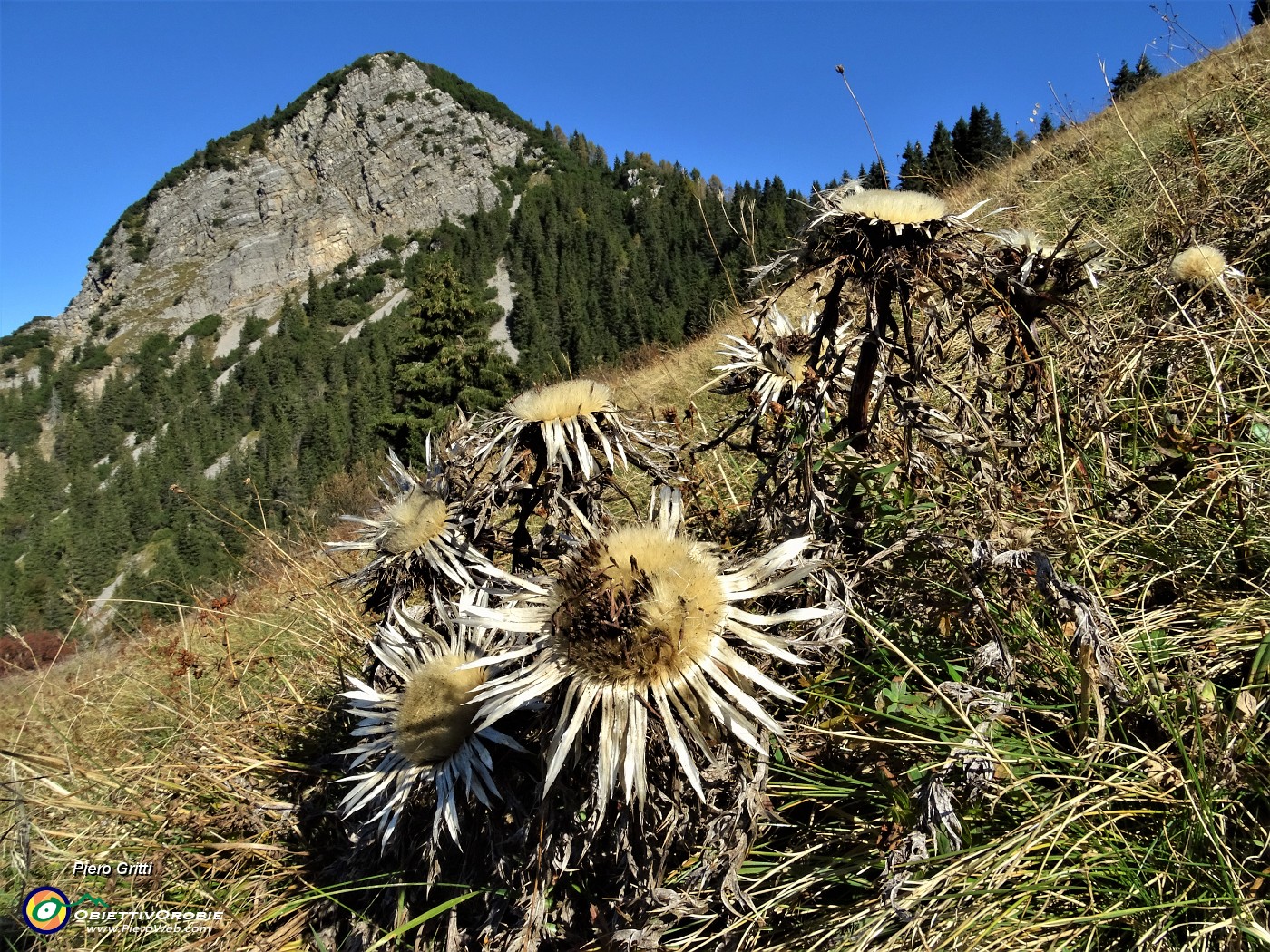 24 Carlina bianca (Carlina acaulis) con vista sul Pizzo Badile.JPG